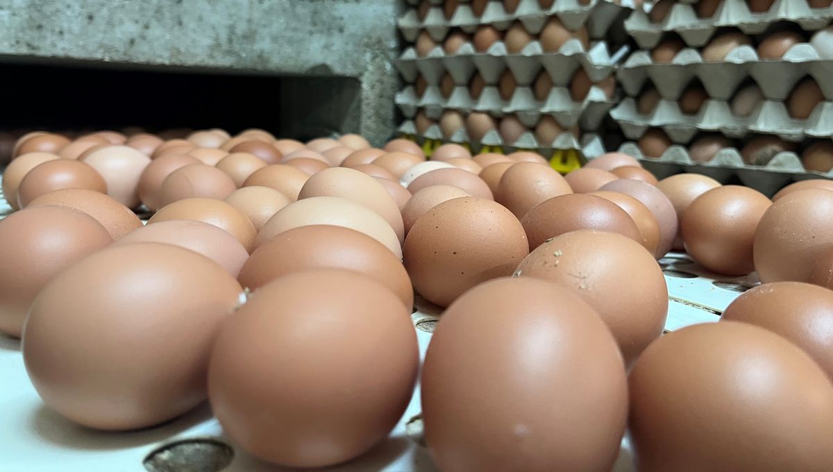 Tablette d'Œufs Frais